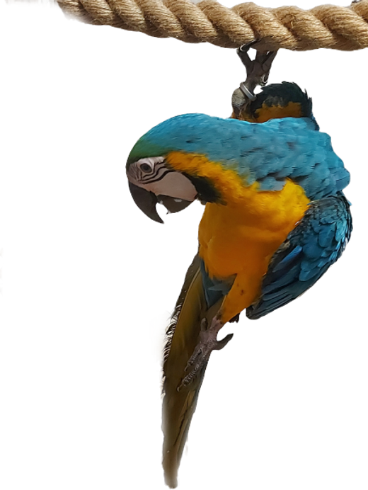 Ara araranuna