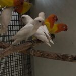 IMG_5447